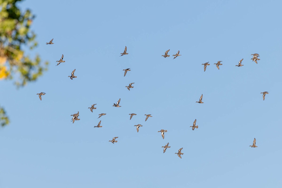 American Wigeon - ML644384526