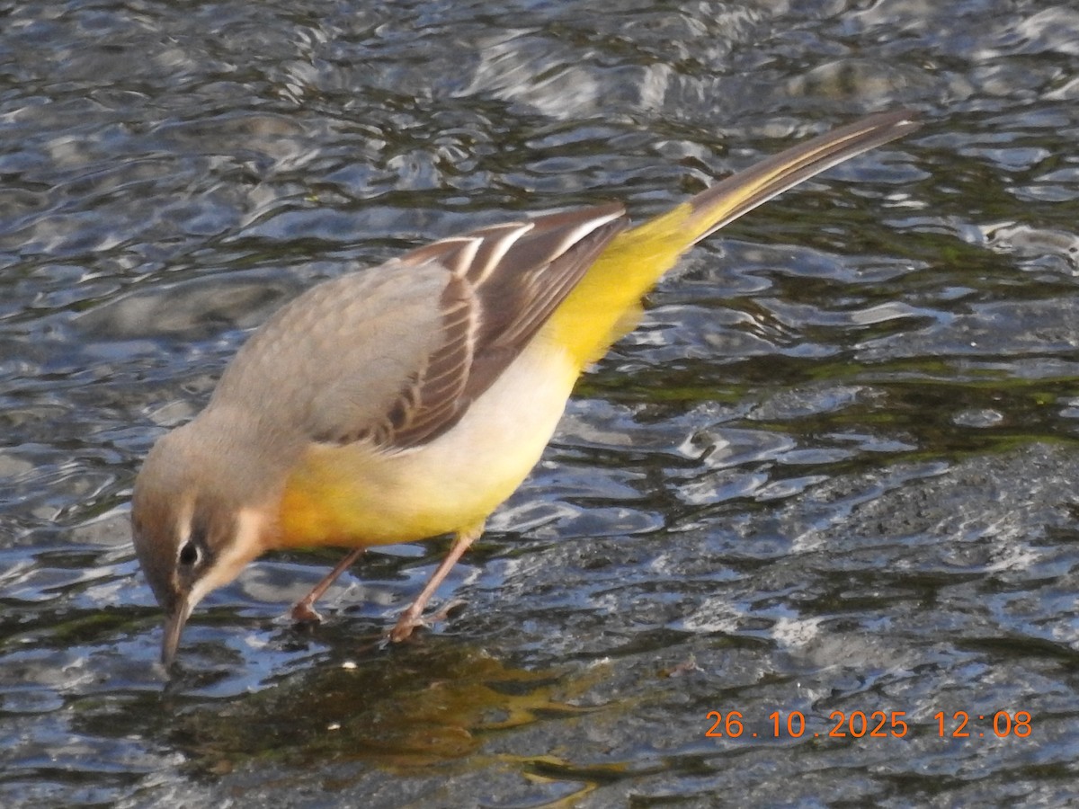 Gray Wagtail - ML644384528
