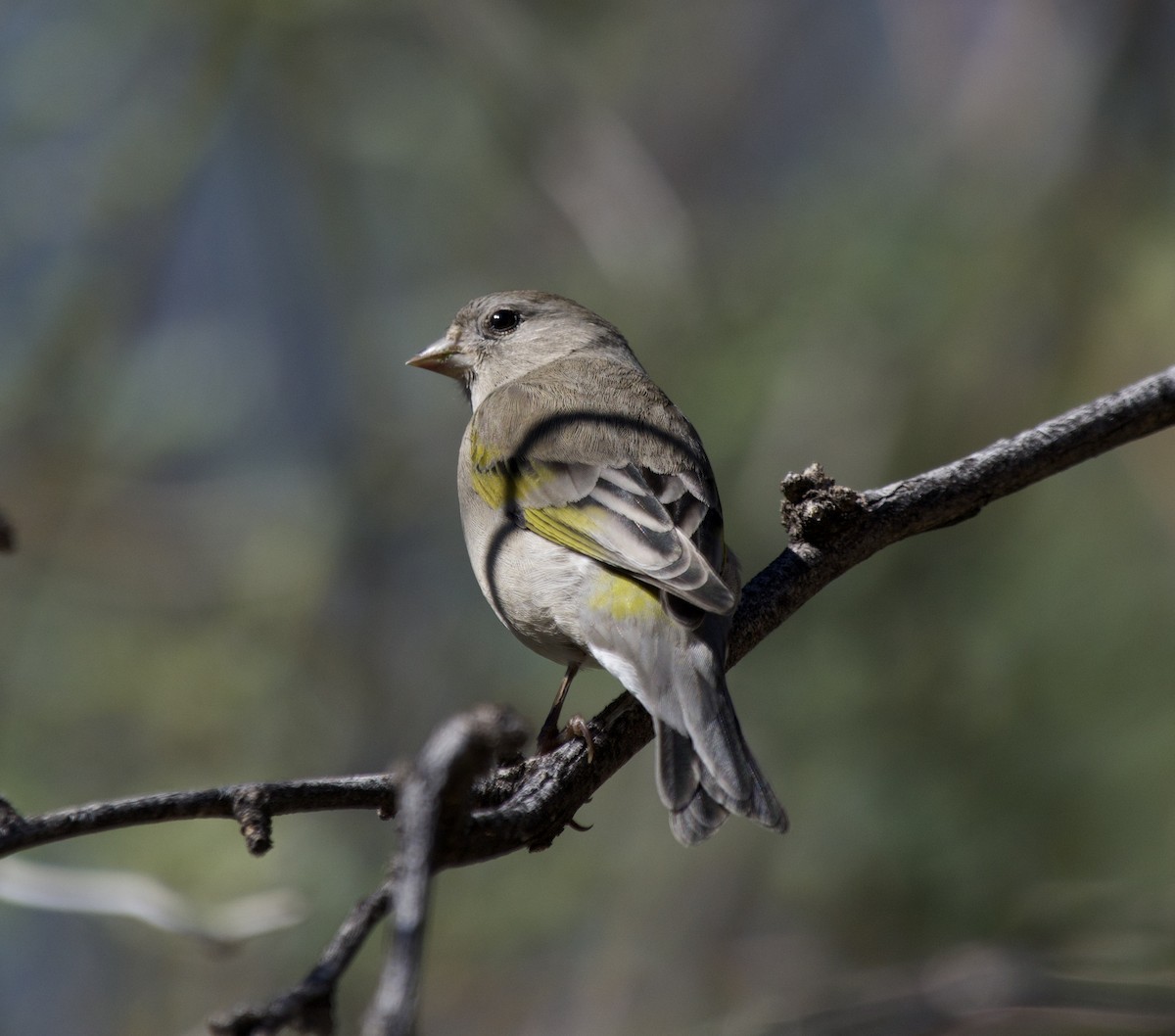 Lawrence's Goldfinch - ML644384530