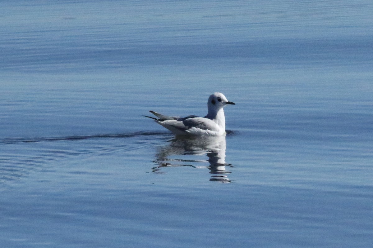Mouette de Bonaparte - ML644384534