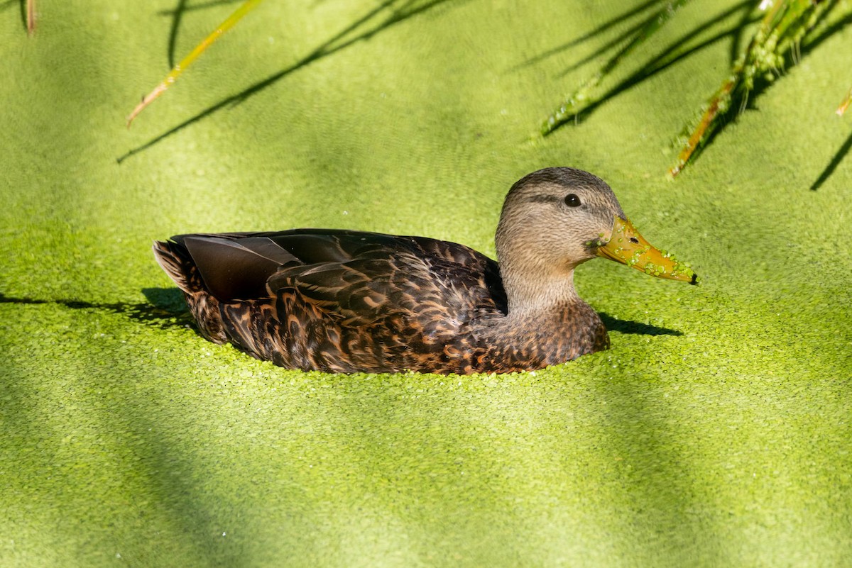 Mexican Duck - ML644384538