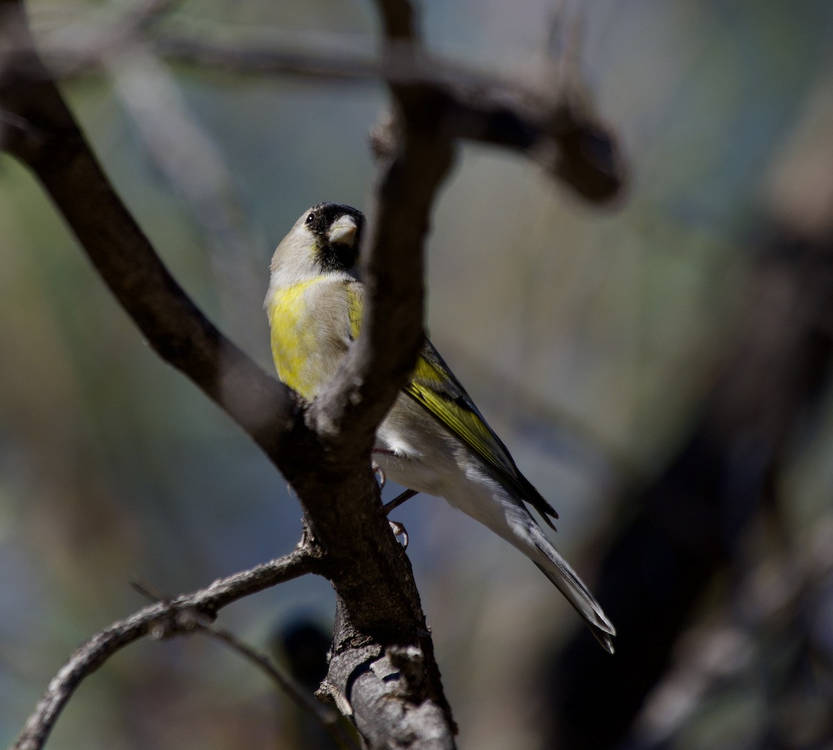 Lawrence's Goldfinch - ML644384541