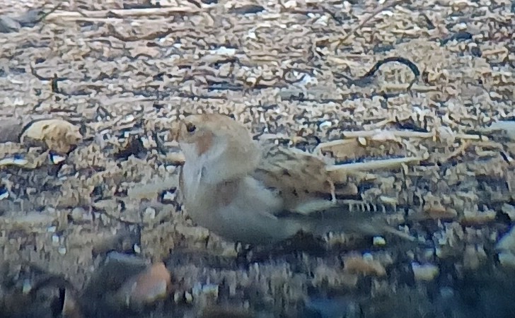 Snow Bunting - ML644384543
