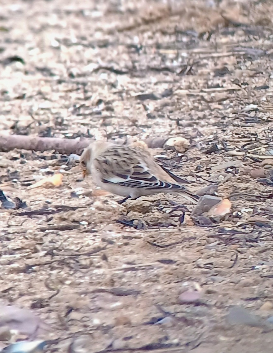 Snow Bunting - ML644384544