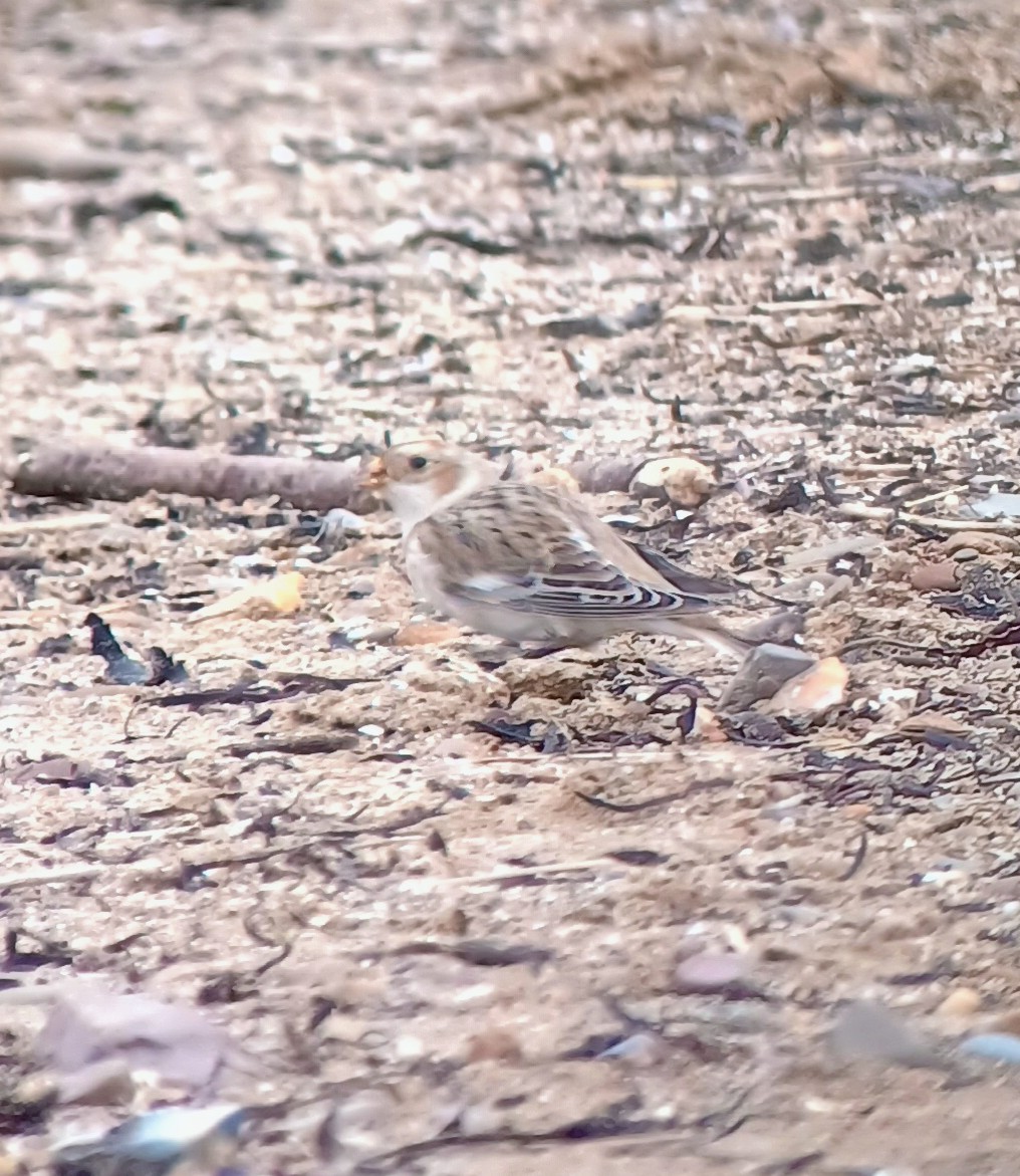 Snow Bunting - ML644384545