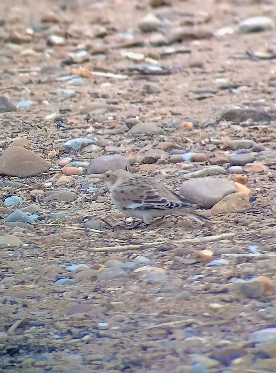 Snow Bunting - ML644384546