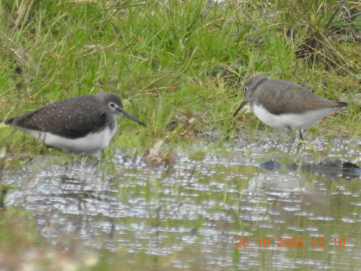 Green Sandpiper - ML644384559