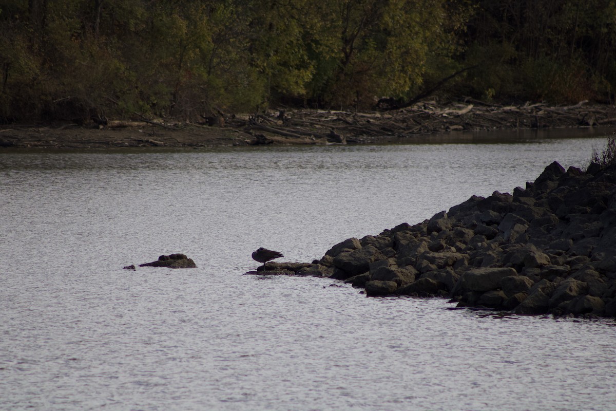 Branta kanadar handia - ML644384563