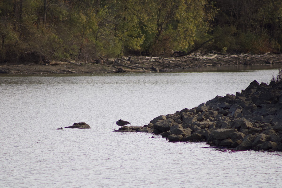 Branta kanadar handia - ML644384568