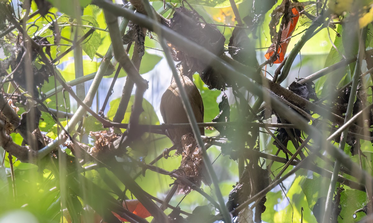 Montane Foliage-gleaner - ML644384577