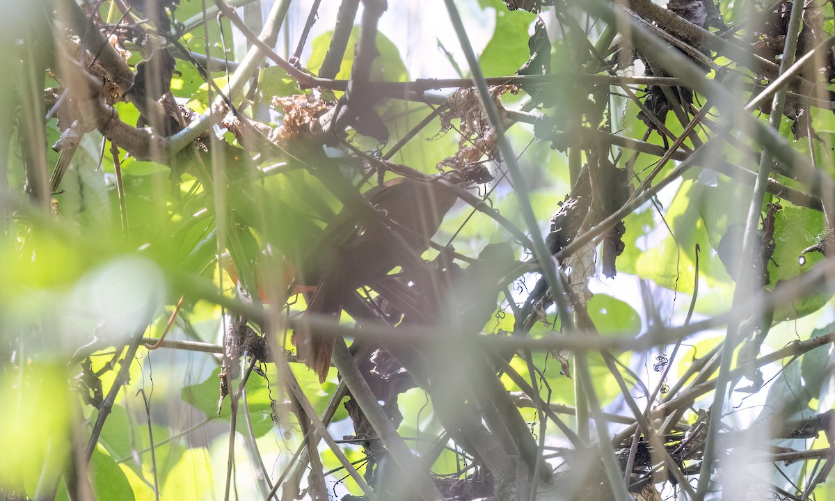 Montane Foliage-gleaner - ML644384578