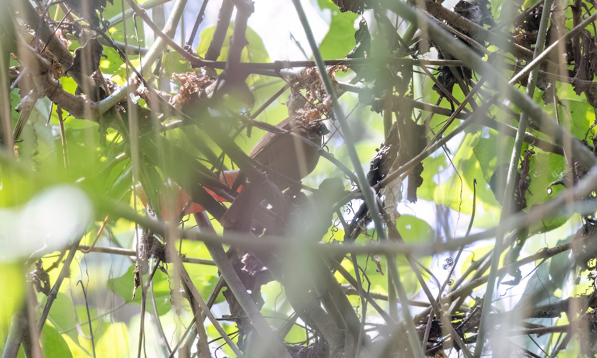 Montane Foliage-gleaner - ML644384579