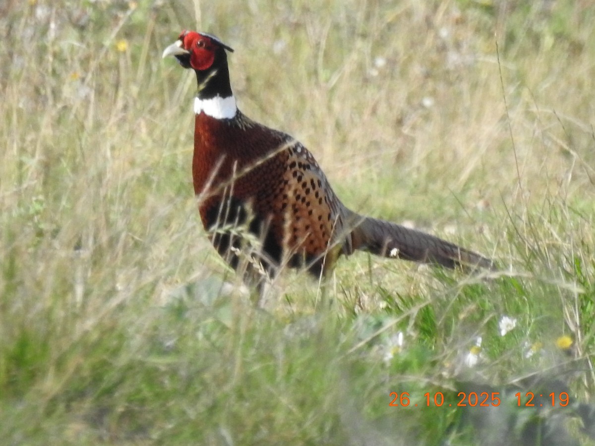 Ring-necked Pheasant - ML644384586
