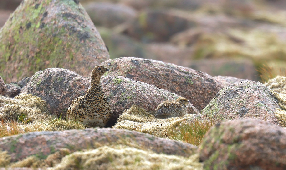 Куріпка тундрова - ML644384599