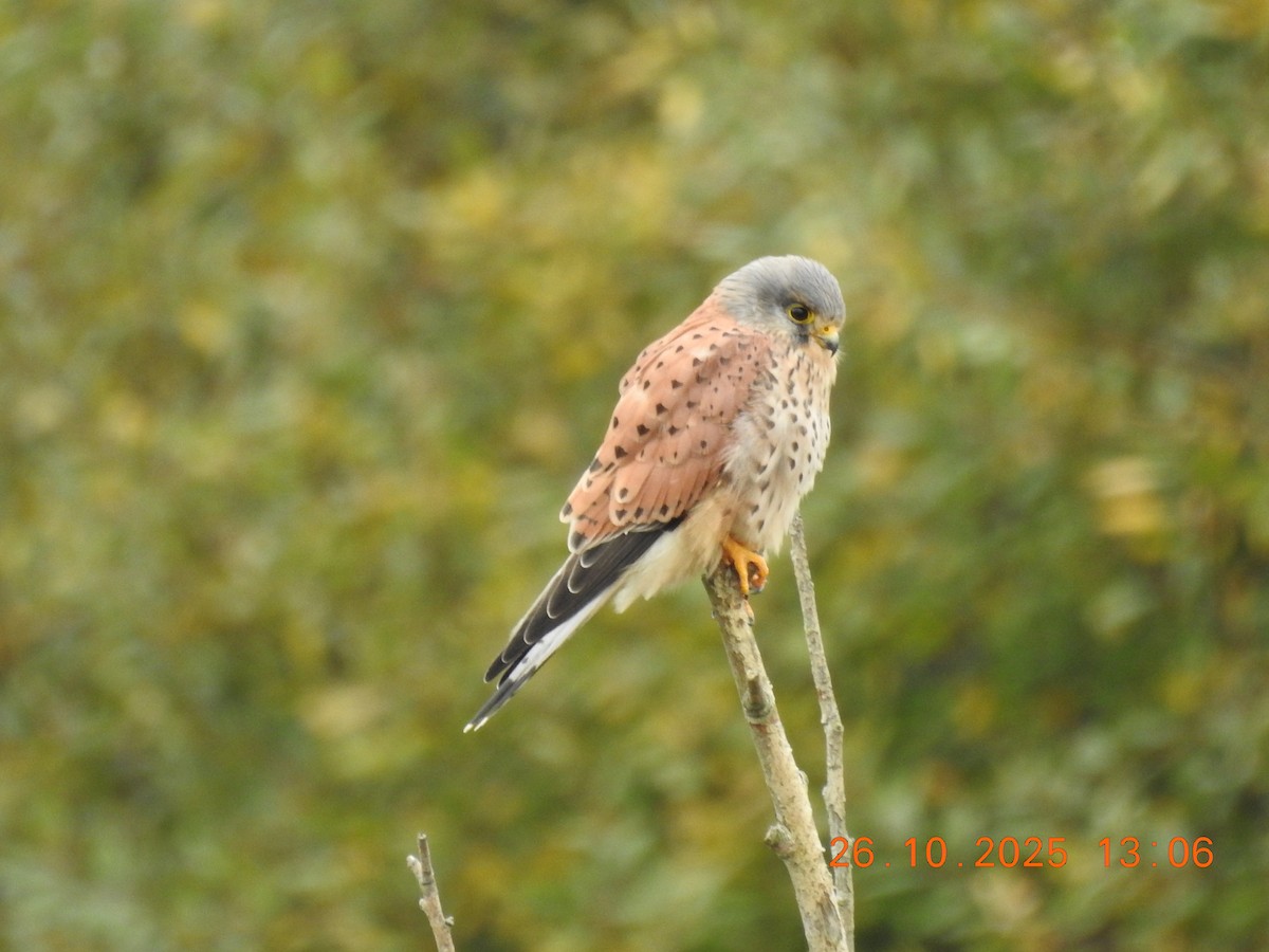 Eurasian Kestrel - ML644384610