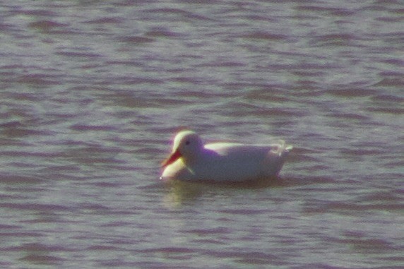 Basahatea (etxekoa) - ML644384613