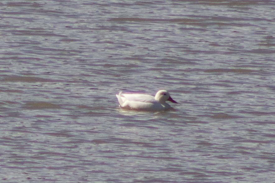 Basahatea (etxekoa) - ML644384631