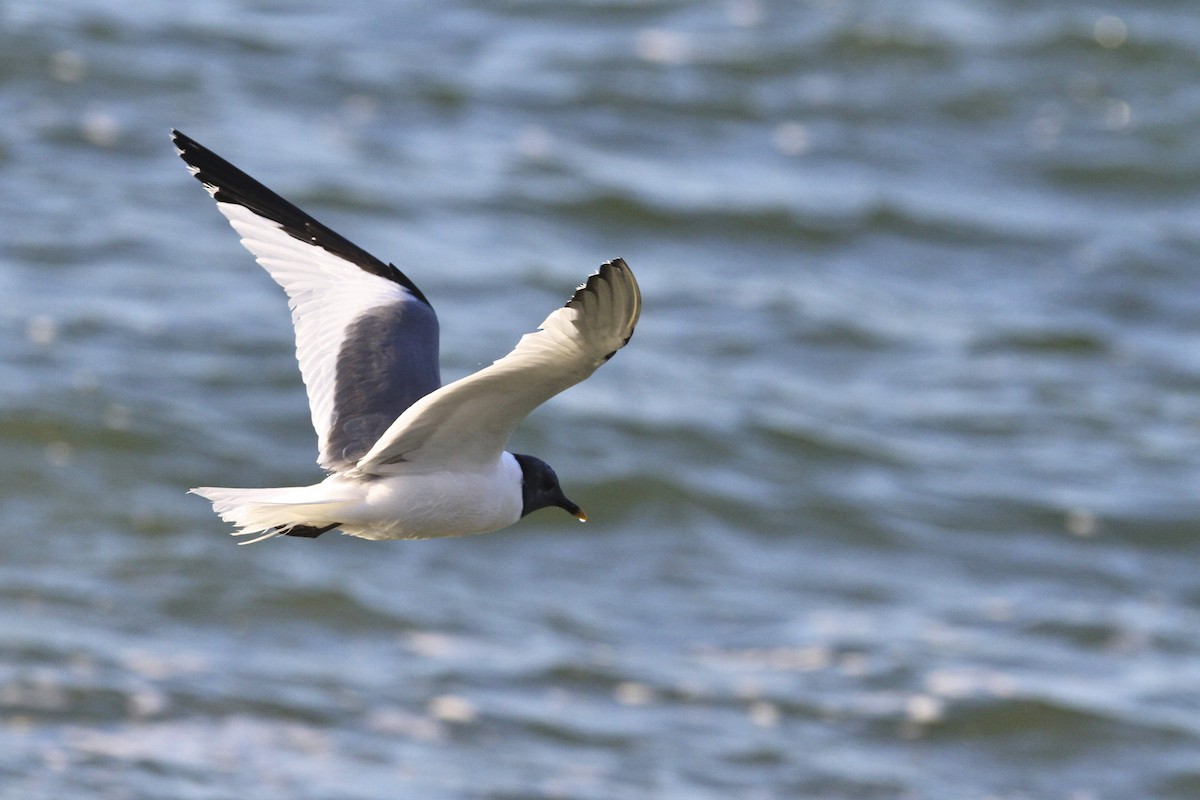 Schwalbenmöwe - ML644384632