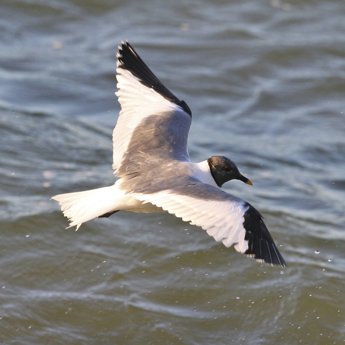 Sabine's Gull - ML644384633