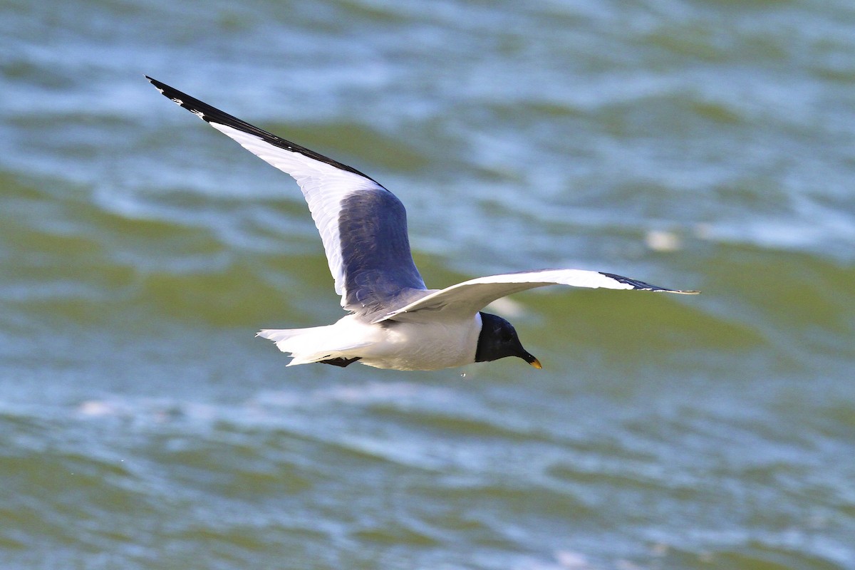 Schwalbenmöwe - ML644384634