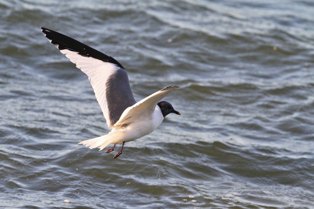 Schwalbenmöwe - ML644384635