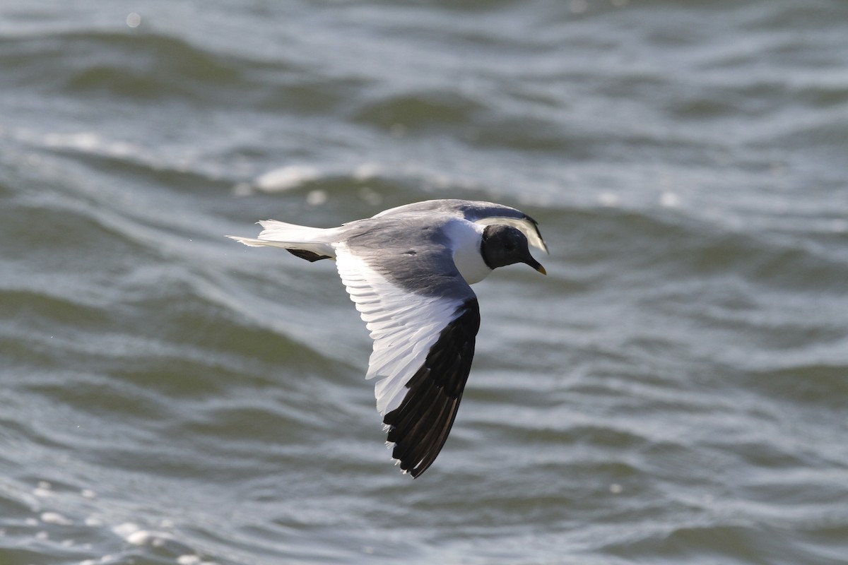 Schwalbenmöwe - ML644384636