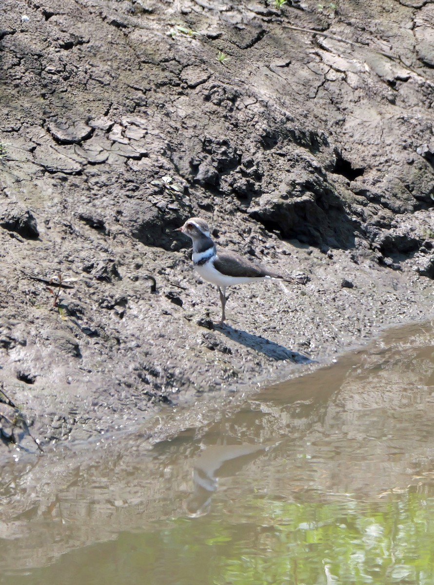Chorlitejo Tricollar - ML644384637