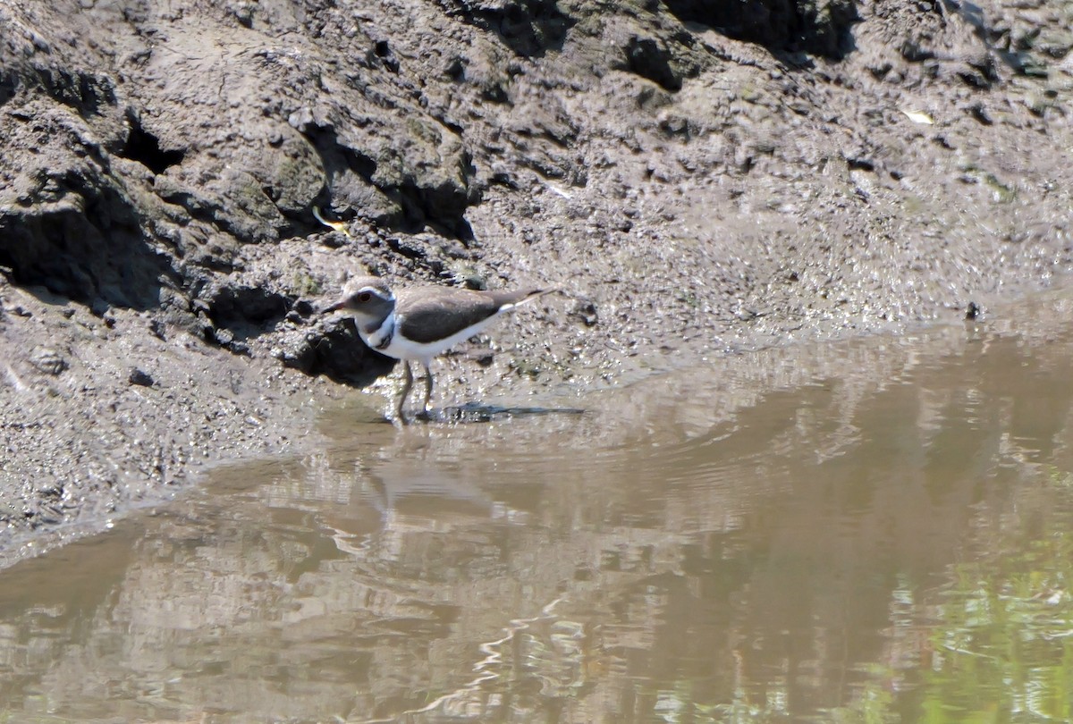 Chorlitejo Tricollar - ML644384638