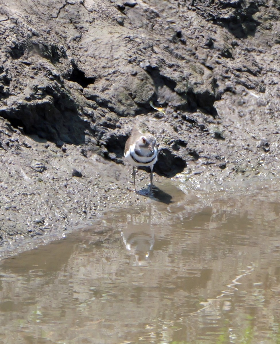 Chorlitejo Tricollar - ML644384639