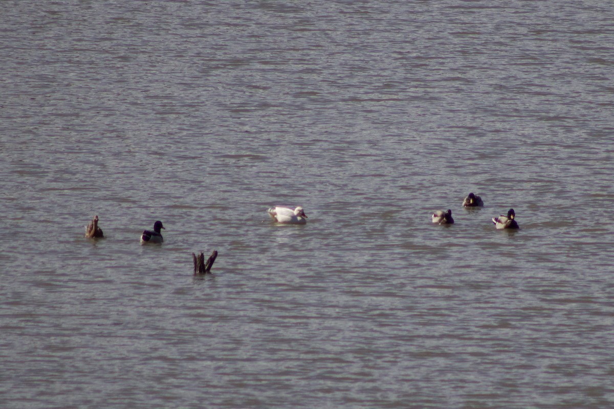 Basahatea (etxekoa) - ML644384641