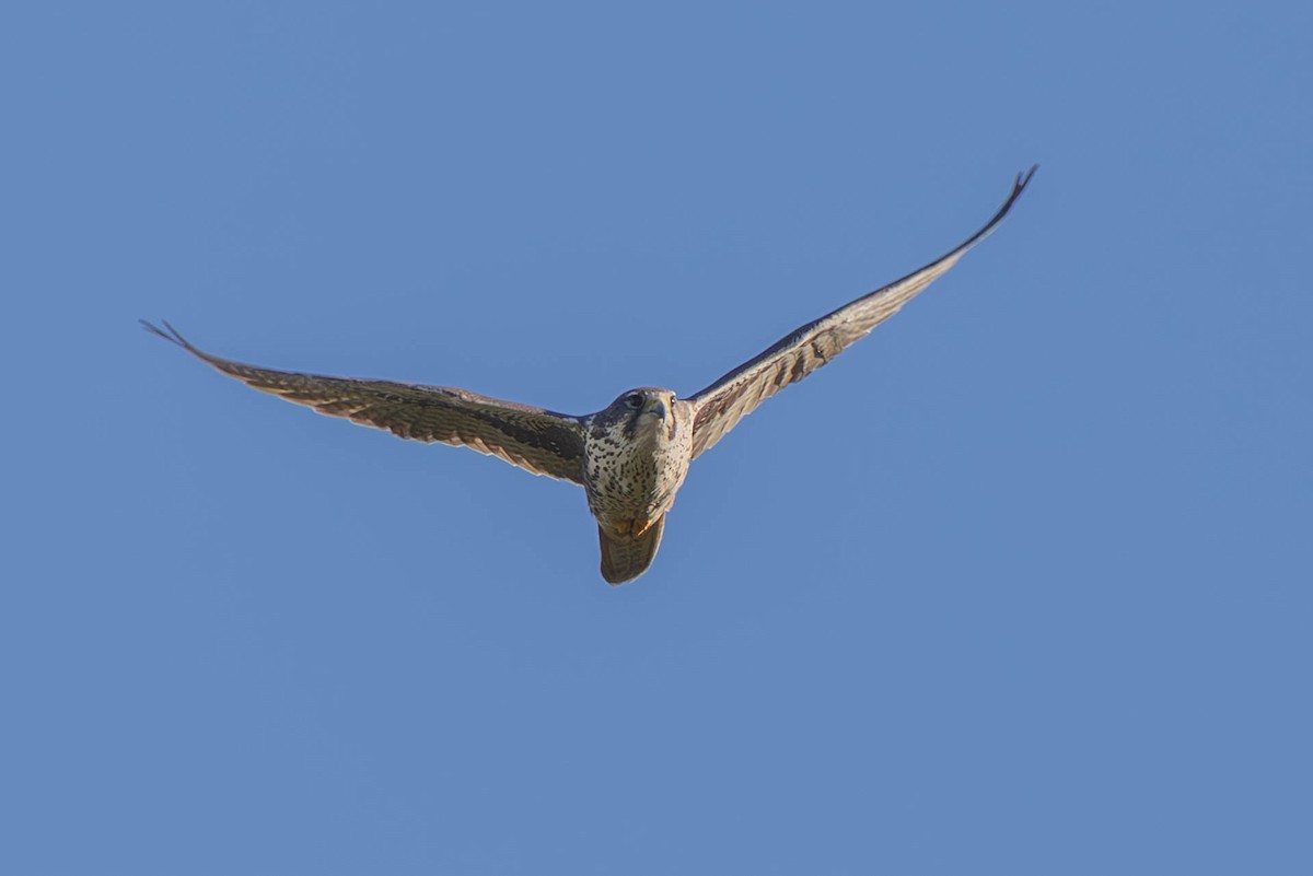 Prairie Falcon - ML644384668