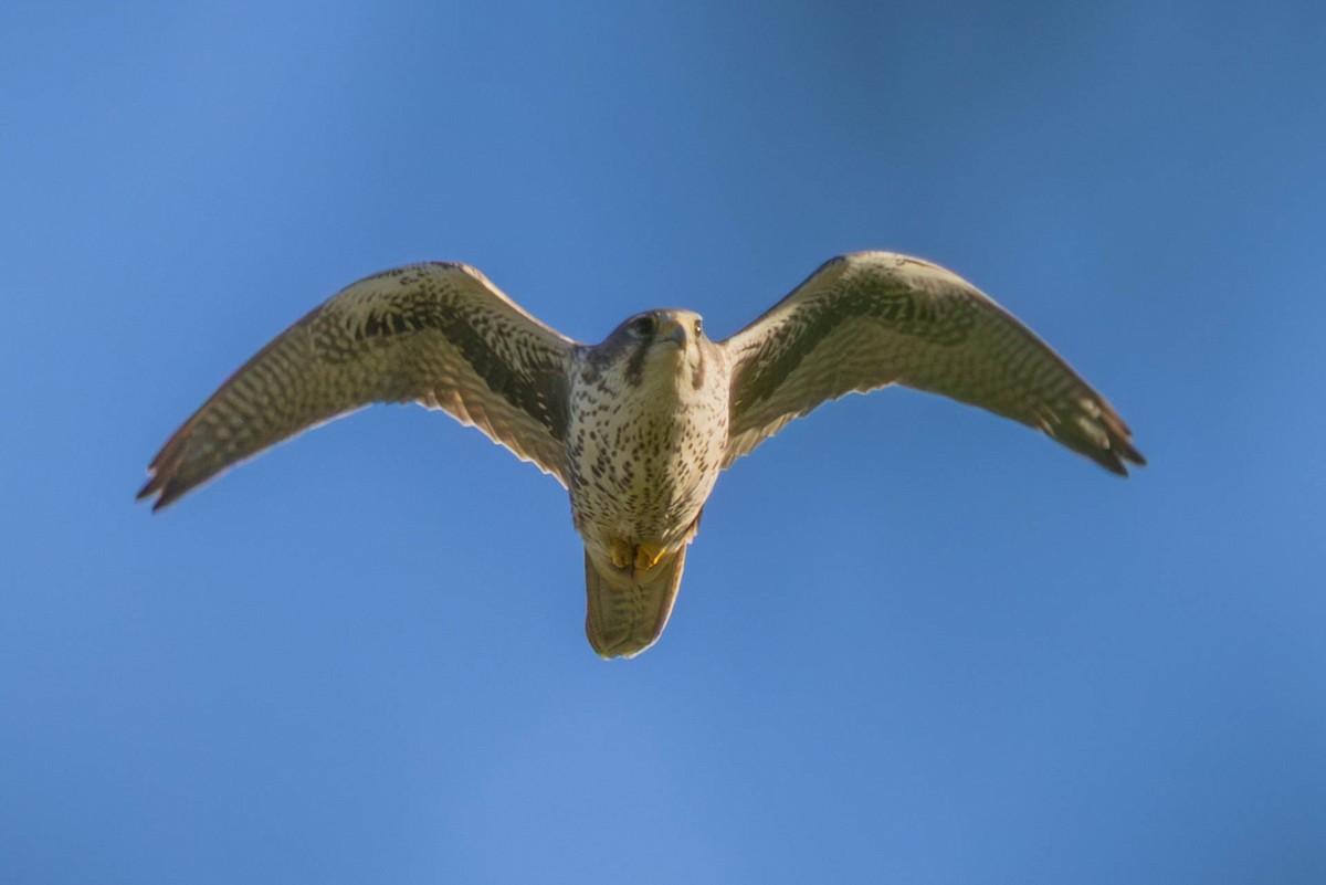 Prairie Falcon - ML644384669