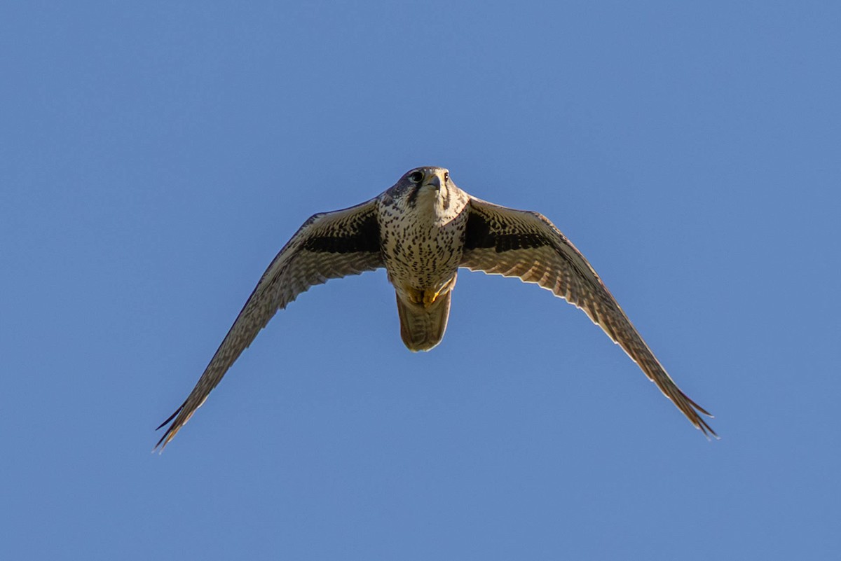 Prairie Falcon - ML644384670