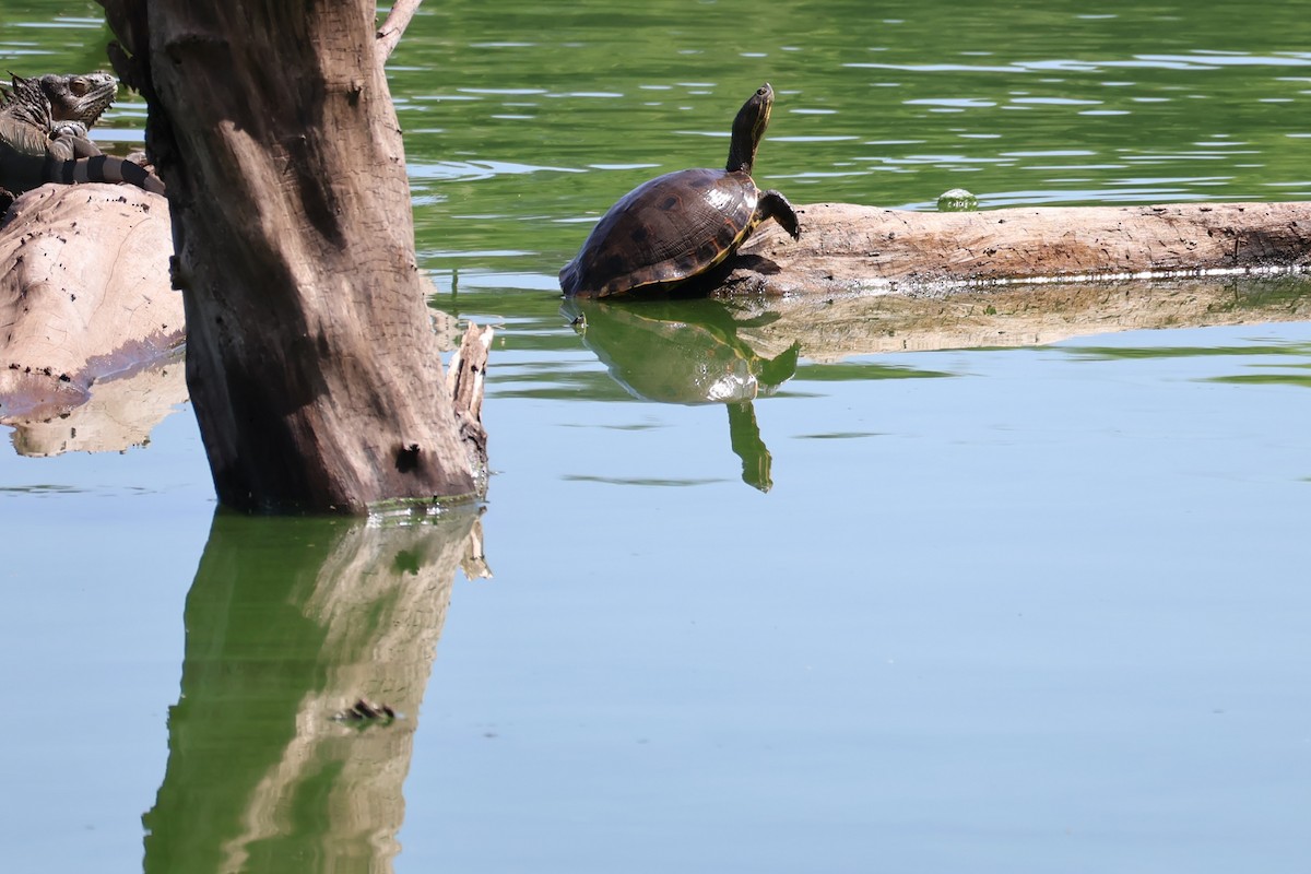 Animals - ML644384672