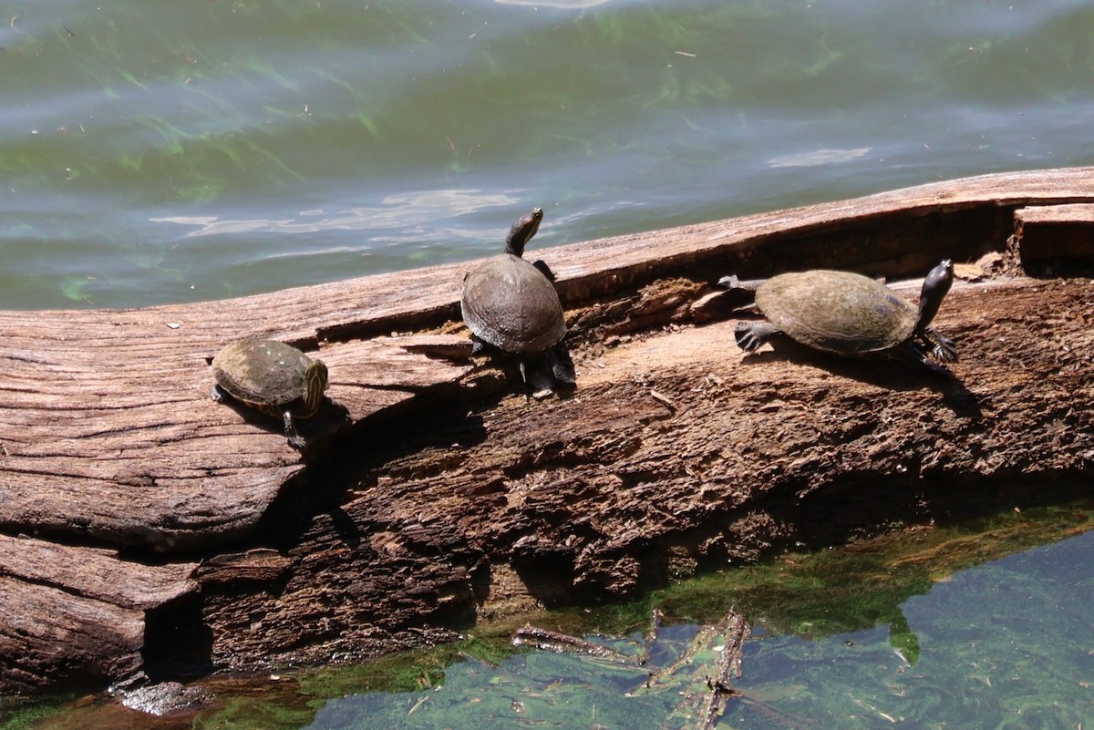 Animals - ML644384679