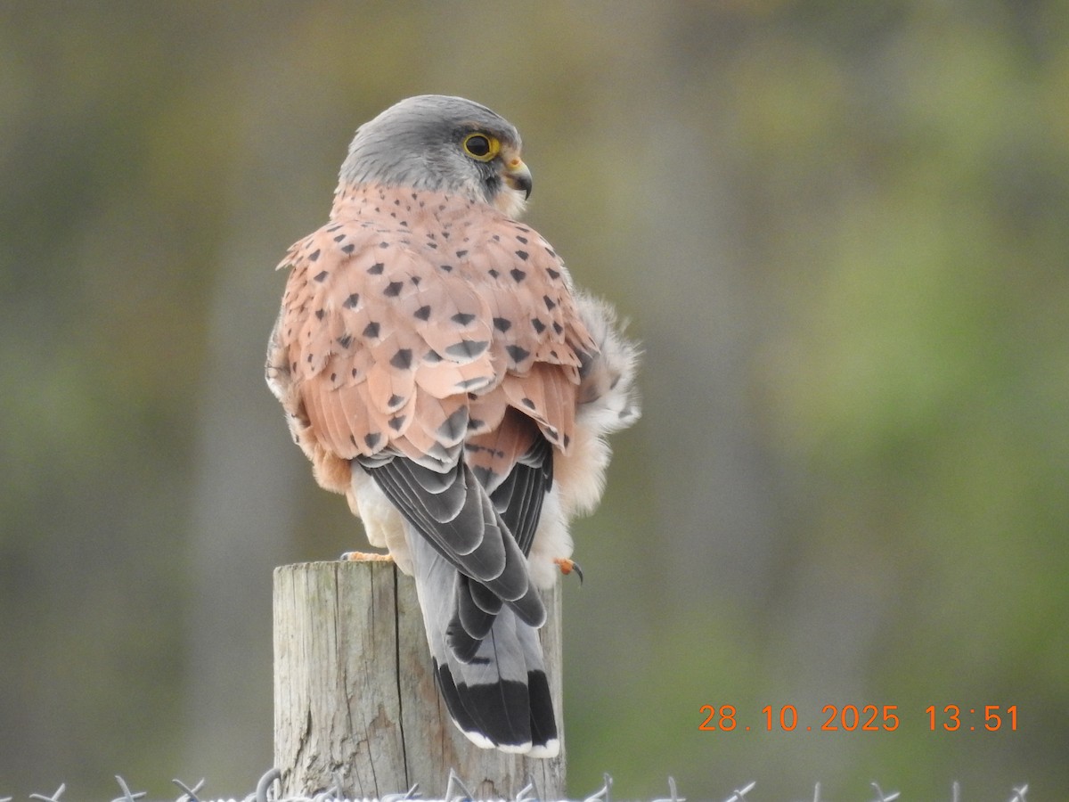 Eurasian Kestrel - ML644384681