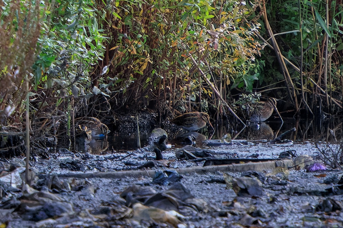 Frullino - ML644384686