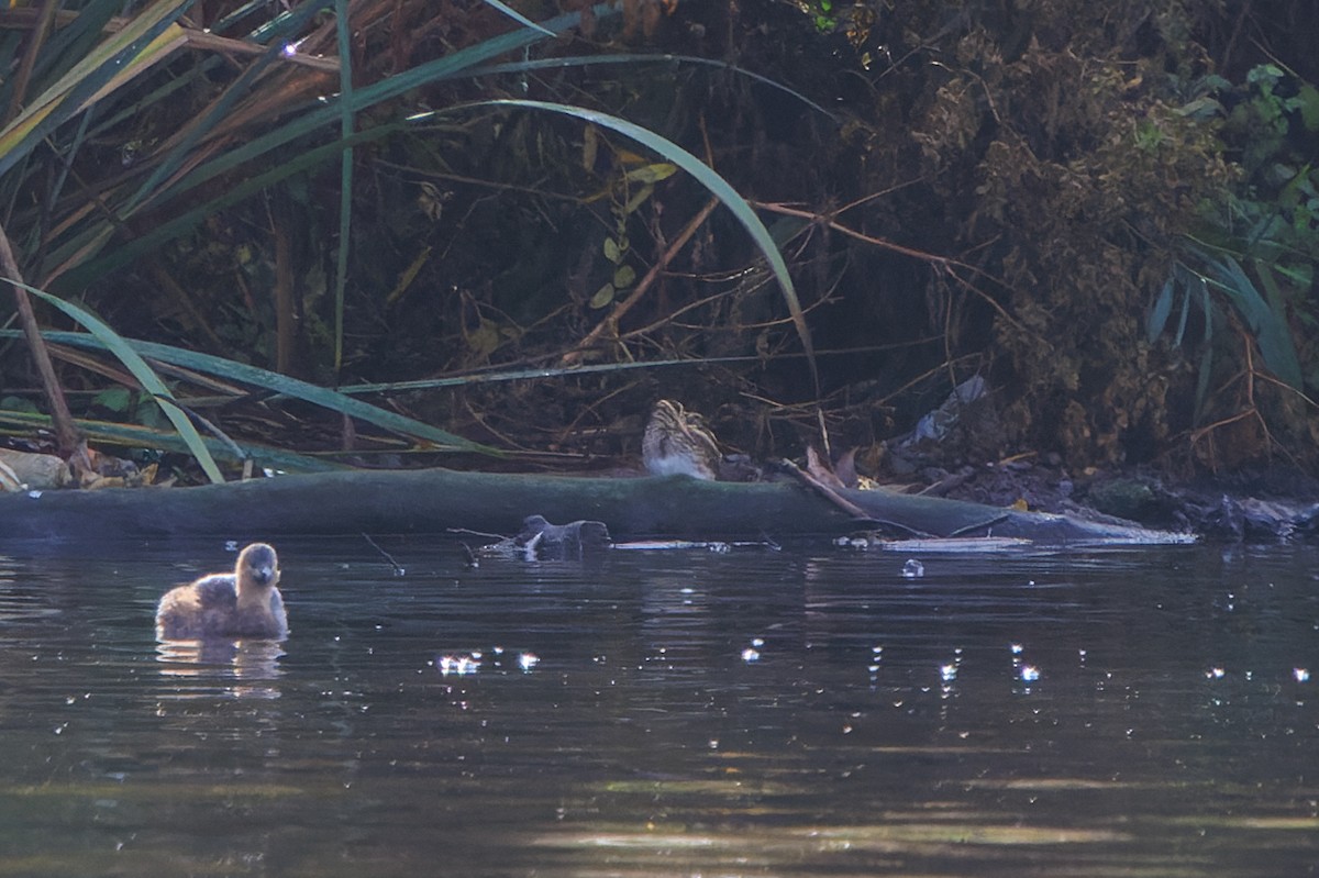 Frullino - ML644384687