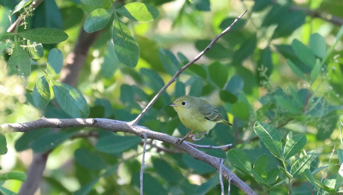 Northern Yellow Warbler - ML644384689