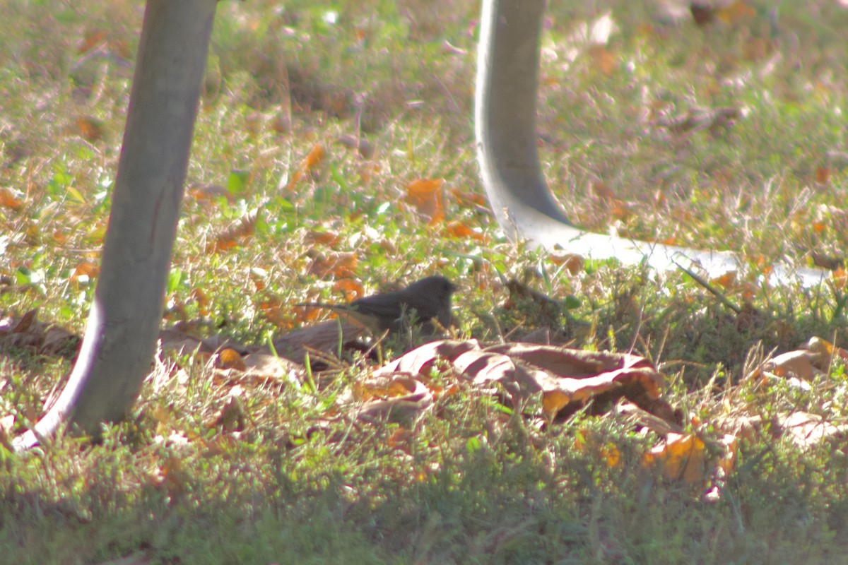 Dark-eyed Junco - ML644384692