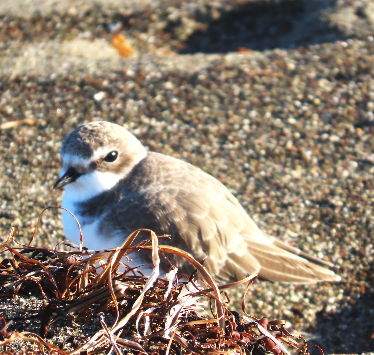 Snowy Plover - ML644384699