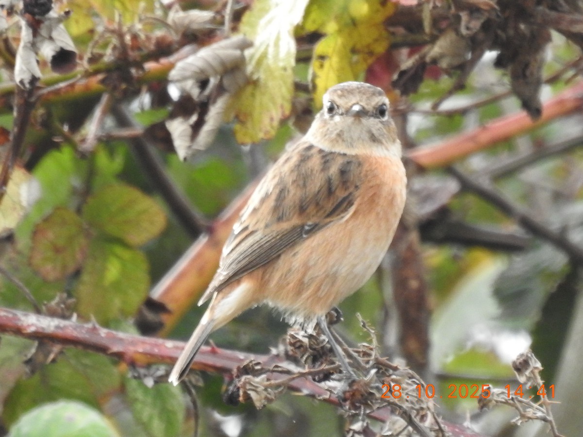 European Stonechat - ML644384702