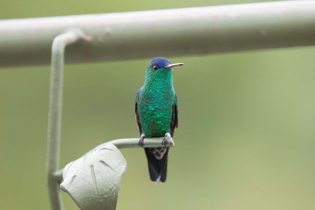 Amazilia Capiazul - ML644384707