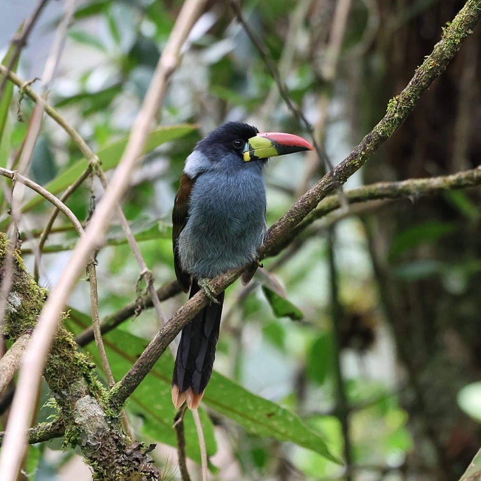 Toucan bleu - ML644384719