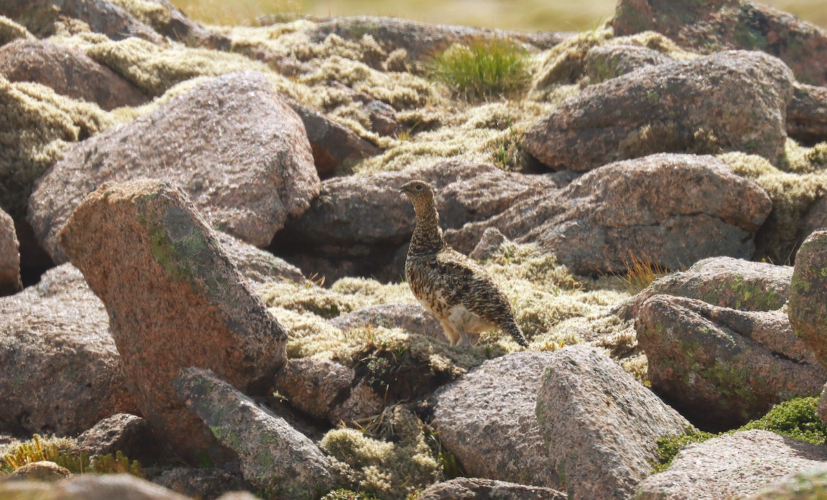 Куріпка тундрова - ML644384727