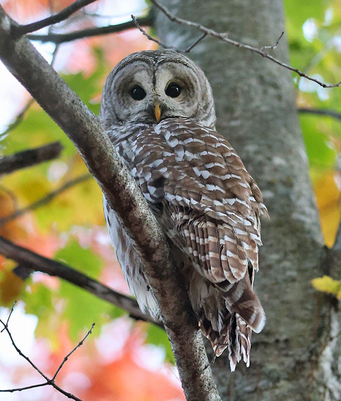Barred Owl - ML644384728