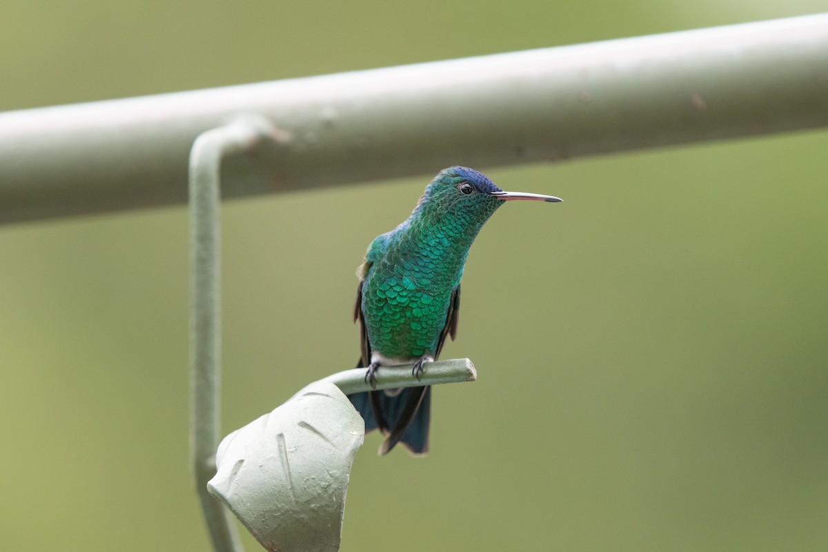 Amazilia Capiazul - ML644384729