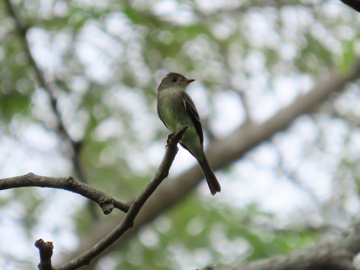 Eastern Wood-Pewee - ML644384736
