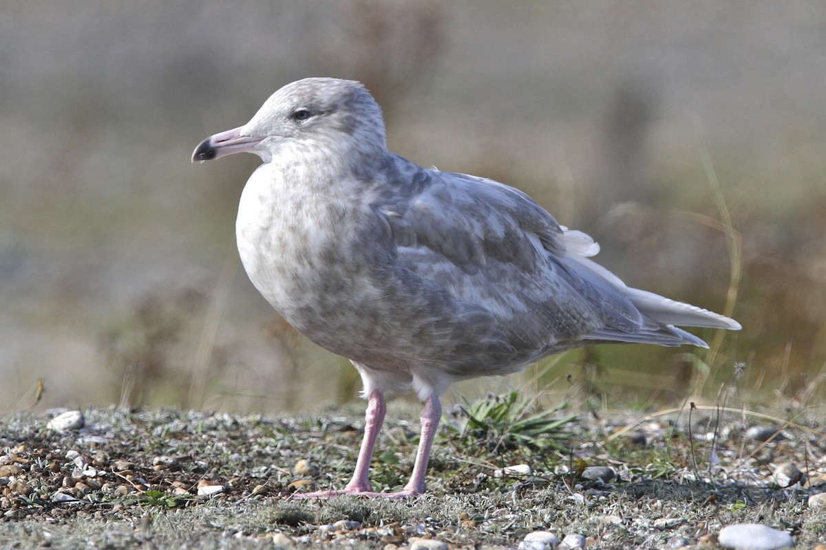 Ipar-kaioa - ML644384744