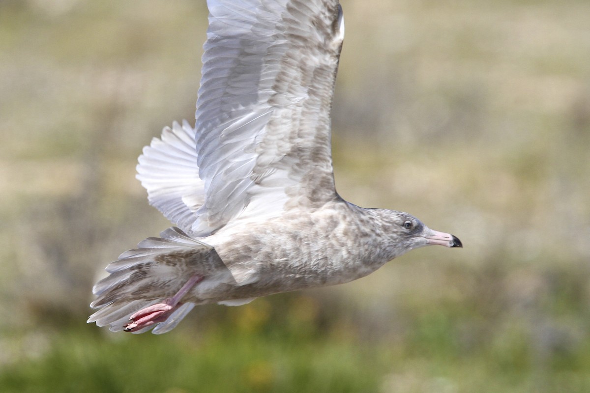 Ipar-kaioa - ML644384746